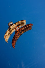 Load image into Gallery viewer, SHINY ORIGINAL HOLD EVERYTHING CLAW ( 22 COLORS)